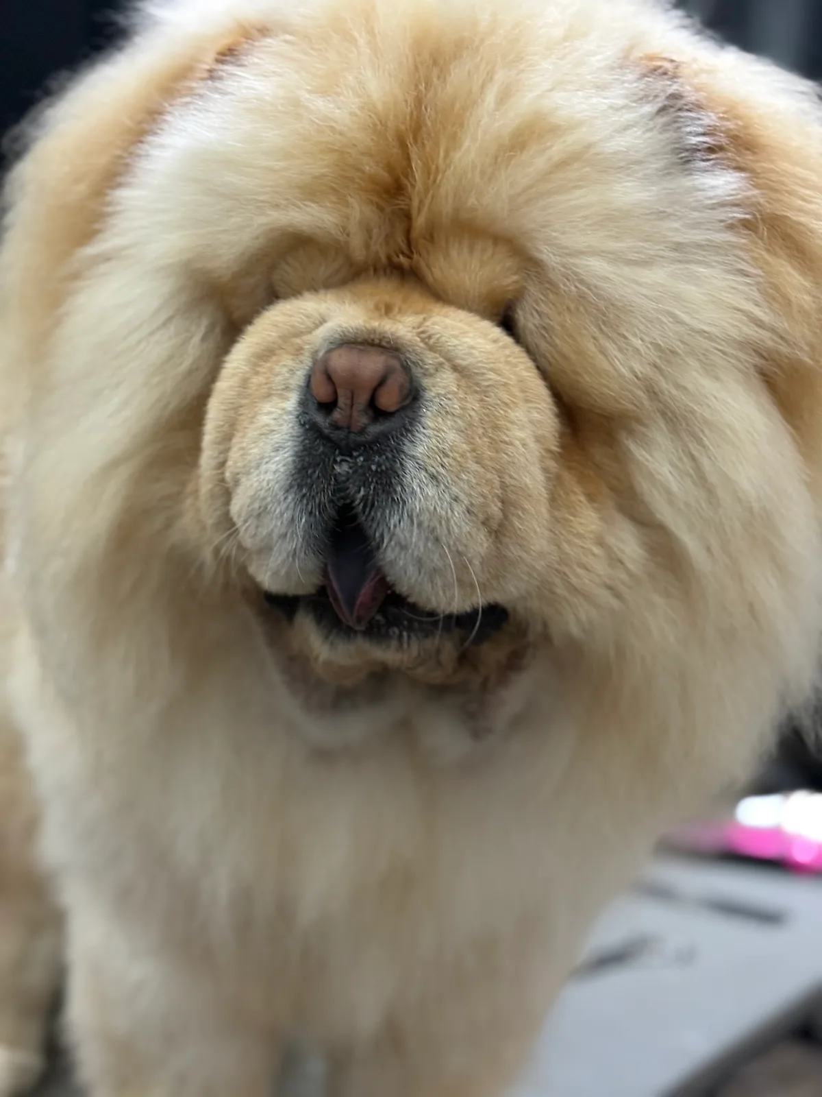 Chow-chow crème au poil épais entièrement démêlé et gonflé au brossage.